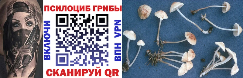 купить наркоту  Чистополь  Псилоцибиновые грибы Magic Shrooms 